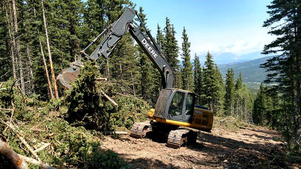 Removing Trees & Underbrush